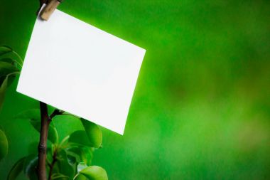Beyaz boş kağıdın bir şube ile asılı soluk yeşil bir arka plan üzerinde bırakır. Beyaz arka plan
