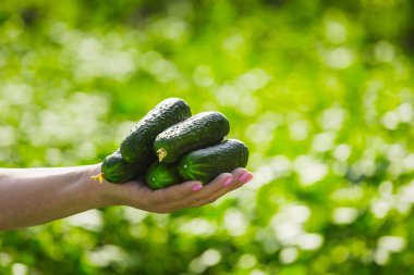 Kadın çiftçi taze organik salatalık onun ellerini - portre resim tutar.