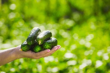 Kadın çiftçi taze organik salatalık onun ellerini - portre resim tutar.