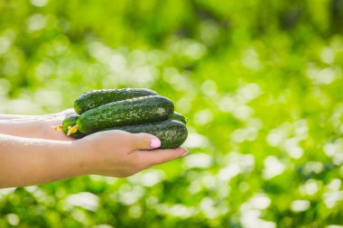 Kadın çiftçi taze organik salatalık onun ellerini - portre resim tutar.