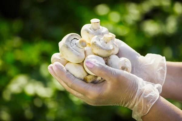 El primer plano de la mano de un agricultor en guantes transparentes de goma sostiene champiñones champiñones — Foto de Stock