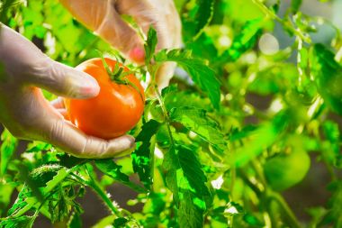 Bir çiftçinin bir çalı bir alanı üzerinden bir ripe domates sökük yakın çekim eller.
