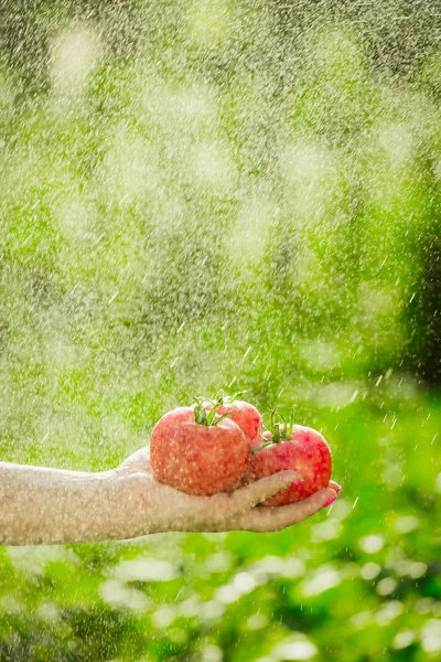Memegang tomat di tangan di bawah tetesan hujan — Stok Foto