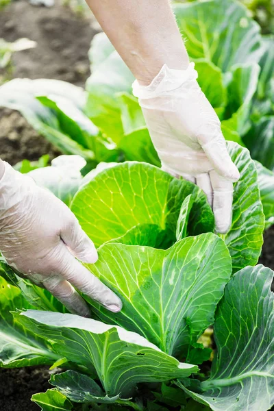 Bir çiftçinin elinde eldiven Close-Up gözyaşı bir bahçe yatağından olgun lahana