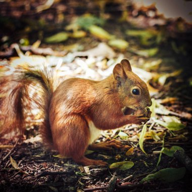 Cevizli sonbahar ormandaki sincap. Görünümü Kapa.