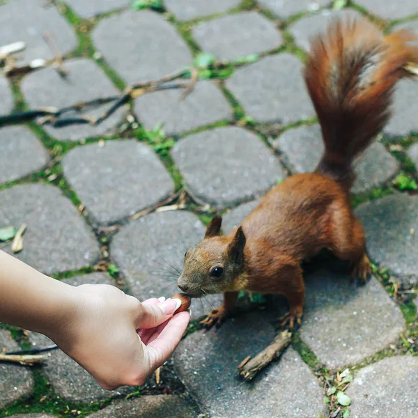 Ekorren äter nötter från kvinna hand — Stockfoto
