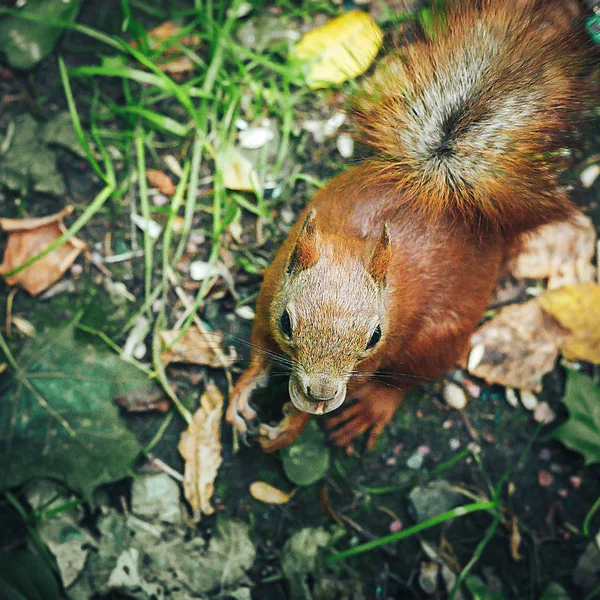 Esquilo vermelho com noz na floresta de outono. Vista de perto . — Fotografia de Stock