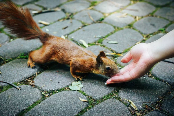Esquilo comendo nozes de mão mulher — Fotografia de Stock