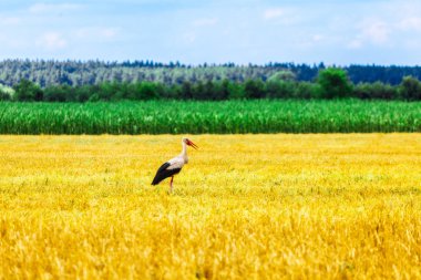Leylek kırsal alanda çimenlerin üzerinde yürüyüş