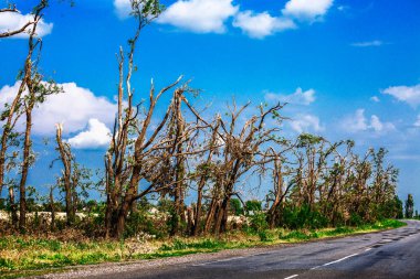 Kırık düşen ağaçlar. Bir kasırga sonrasında kırılmış ağaçlar. Ukrayna, Cherkassy region, yaz 2017