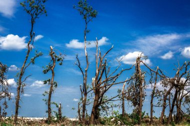 Kırık düşen ağaçlar. Bir kasırga sonrasında kırılmış ağaçlar. Ukrayna, Cherkassy region, yaz 2017