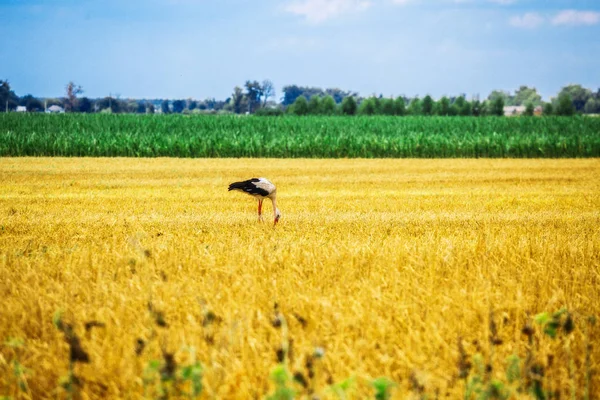 Leylek kırsal alanda çimenlerin üzerinde yürüyüş