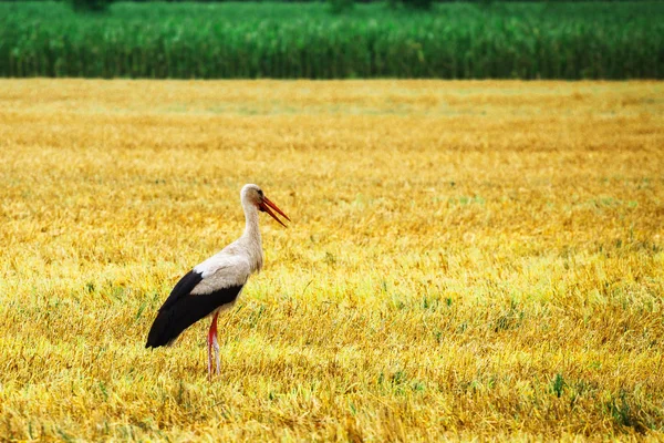 La cigüeña camina sobre la hierba en el área rural — Foto de Stock