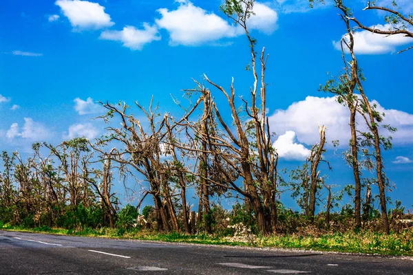 Kırık düşen ağaçlar. Bir kasırga sonrasında kırılmış ağaçlar. Ukrayna, Cherkassy region, yaz 2017