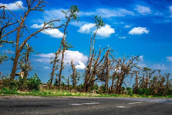 Broken fallen trees.Broken trees in the aftermath of a hurricane. Ukraine, Cherkassy region, summer 2017