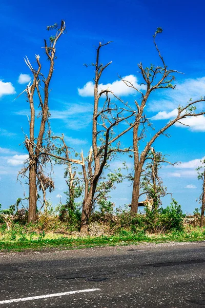 Broken fallen trees.Broken trees in the aftermath of a hurricane. Ukraine, Cherkassy region, summer 2017