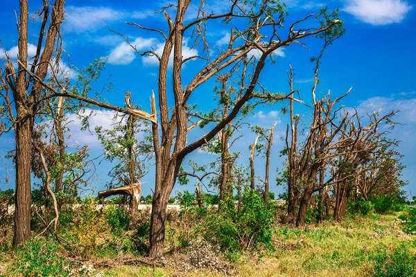 Kırık düşen ağaçlar. Bir kasırga sonrasında kırılmış ağaçlar. Ukrayna, Cherkassy region, yaz 2017