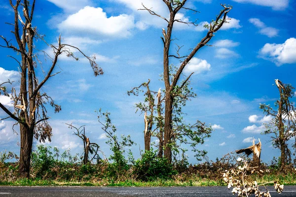 Kırık düşen ağaçlar. Bir kasırga sonrasında kırılmış ağaçlar. Ukrayna, Cherkassy region, yaz 2017
