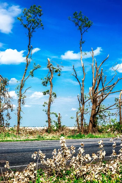 Сломанные деревья. Сломанные деревья после урагана. Украина, Черкасская область, лето 2017 года — стоковое фото