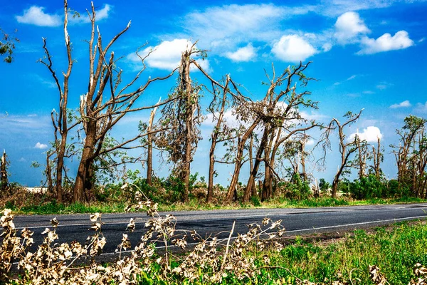 Broken fallen trees.Broken trees in the aftermath of a hurricane. Ukraine, Cherkassy region, summer 2017