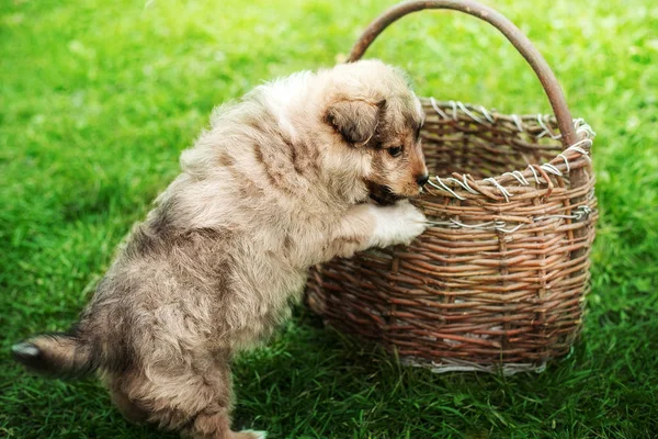 Puppy playing on a basket on green grass. — Stock Photo, Image