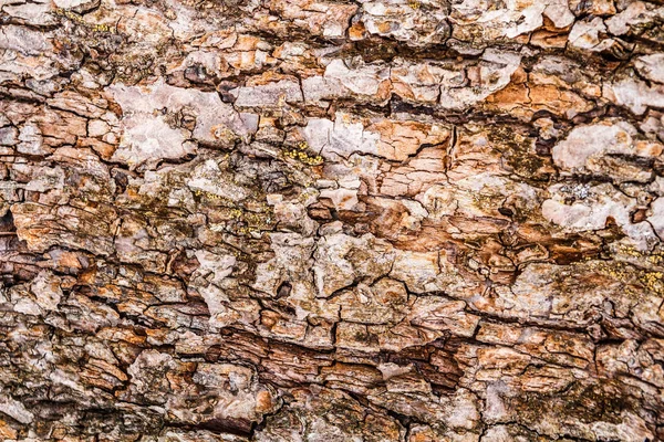 Fondo marrón. Textura de corteza de madera — Foto de Stock