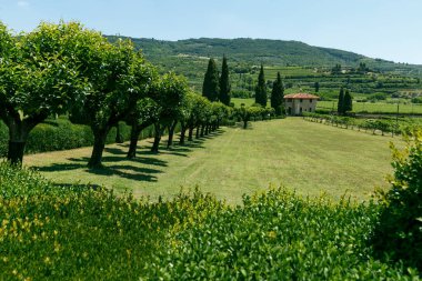 Yazın güneşli havalarda yeşil çayırlar, selvi ve üzüm bağları arasında şık bir İtalyan villası..