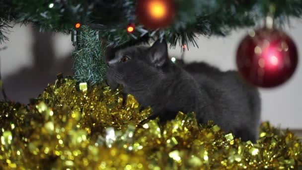 Gato britânico com grandes olhos deitados sob a árvore de Natal . — Vídeo de Stock