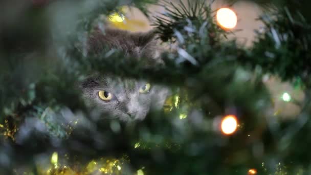 Gatto britannico sdraiato sotto l'albero di Natale. Ha sparato attraverso l'albero di Natale. Fata luci sfondo . — Video Stock