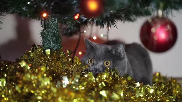 Gato britânico com grandes olhos caça sob a árvore de Natal . — Vídeo de Stock