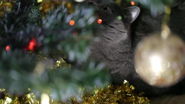 British Cat Lying Under The Christmas Tree. Shot Through The Christmas Tree Close Up. Fairy Lights Background. — Stock Video