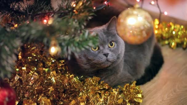 クリスマス ツリー上の黄色の光沢のある安物の宝石を見てイギリスの猫. — ストック動画