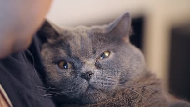 British Cat Bites A Man Close-up. Hombre sosteniendo un gato . — Vídeo de stock