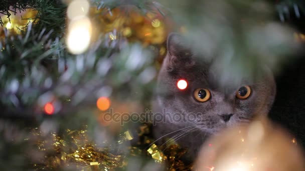 Британская кошка Лежит и разговаривает под Рождественским деревом. Выстрел сквозь Рождественскую ёлку. Фэйри Лайтс . — стоковое видео