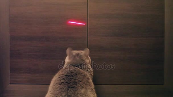 Gato británico jugando con Red Dot. Fondo de madera . — Vídeos de Stock