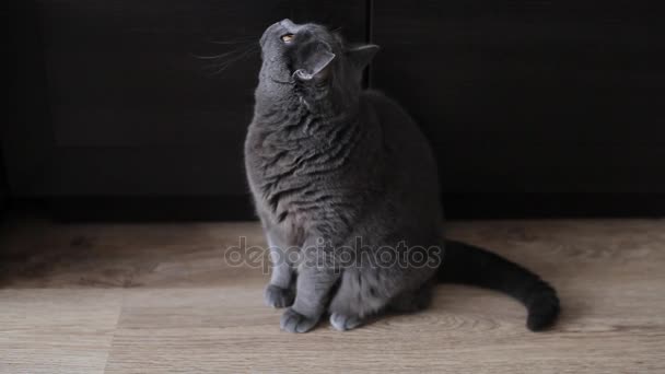 British Cat Yawning And Washes. Wood Background. — Stock Video