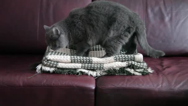 British Cat Lies On Green Blanket And Washes. — Stok Video