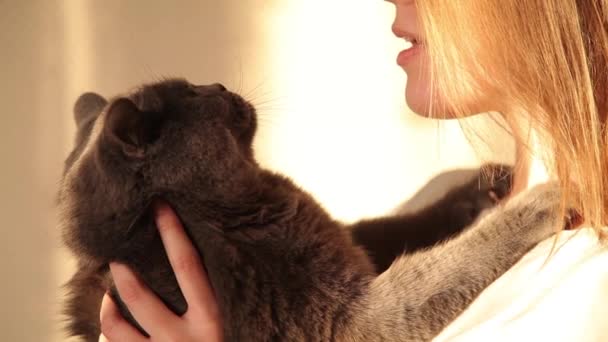 Mujer abrazando a un gato británico bajo la luz del sol amarilla. Gato de cerca . — Vídeo de stock