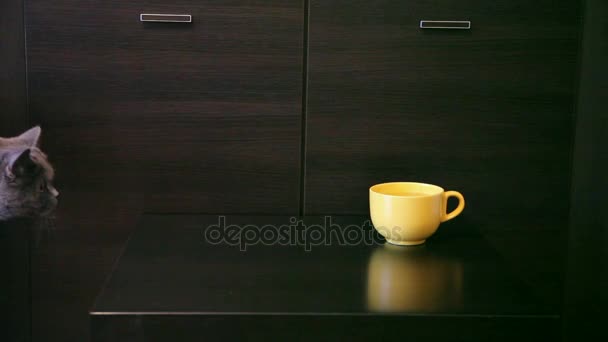 Cat looks in yellow cup on the table. Wood Background. — Stock Video