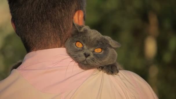 Cat hugging a man outdoor on summer background. Close-up cat. — Stock Video