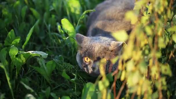 Chasse au chat dans l'herbe verte au coucher du soleil jaune . — Video