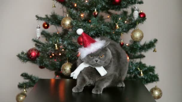 Katt med stora ögon i jul hatt och vit halsduk nära julgranen. Jul och nyår dekoration. — Stockvideo