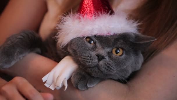 Chica acariciando y acariciando su británico gato con grandes ojos en navidad sombrero y blanco bufanda en casa . — Vídeo de stock