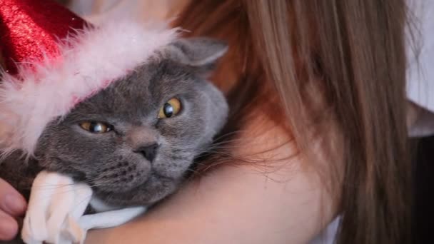 Flicka smekande och strök hennes brittiska katt med stora ögon i jul hatt och vit halsduk på hem. — Stockvideo