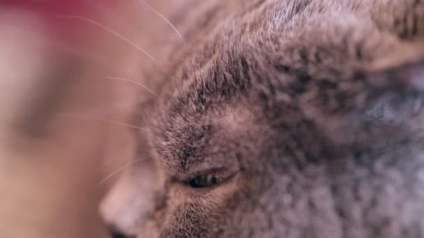 Γάτα Μεγάλα Μάτια Πορτοκαλί Close Βρετανικής Γάτας — Αρχείο Βίντεο