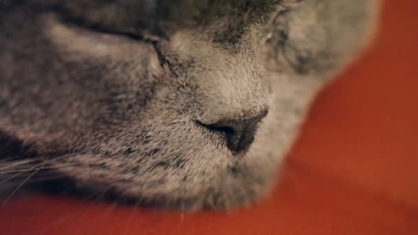 Close Cat Sleeping Red Boss Chair British Cat — Stock Video