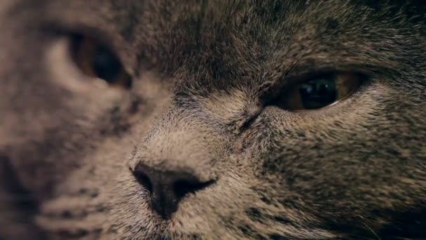 Кот Большими Оранжевыми Глазами Крупным Планом Британская Кошка — стоковое видео