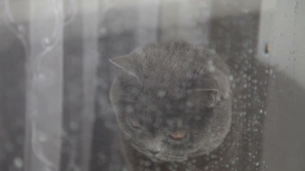 Chat Triste Avec Grands Yeux Orange Regardant Par Fenêtre Pluie — Video