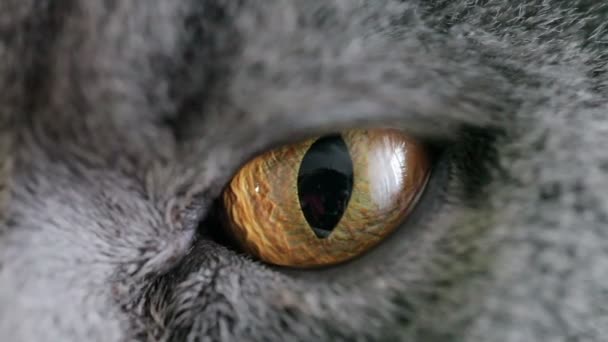 Крупный План Оранжевого Глаза Британская Кошка — стоковое видео