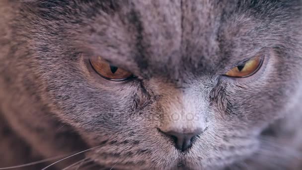 Primo Piano Gatto Con Grandi Occhi Arancioni Sembra Arrabbiato Gatto — Video Stock